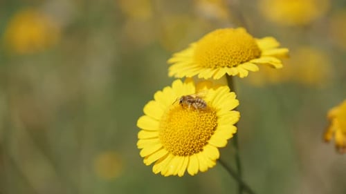 Close-up of yellow Anthemis Cota Tinctoria Kelwayii flower in the field 4K 2160p 30fps UltraHD foo