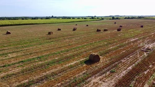 Aero Drone Flight Over Wheat Field with Rick Straw Bales