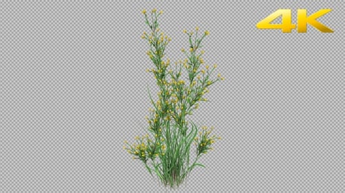 Animated Growing Grass with Yellow Flowers