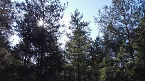 Lush Green Forest with Sunlight Filtering Through Trees