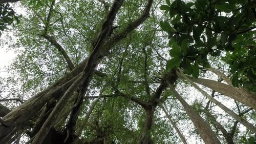 Low Angle View of Tropical Tree Canopy