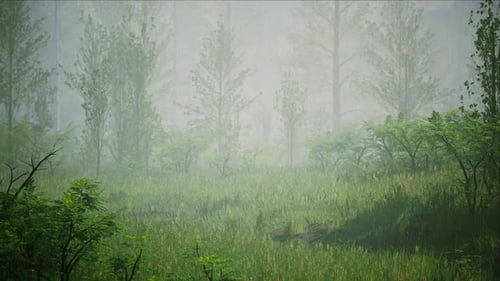 Regnerischer Nebelwald