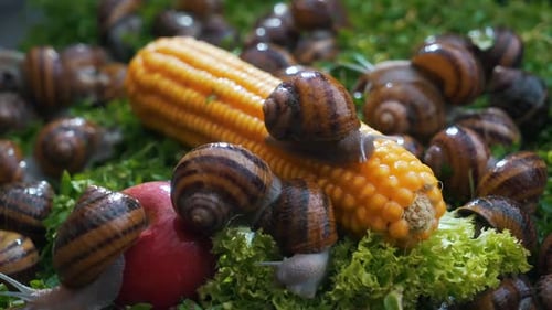 Snails Crawling on Corn, Lettuce and Apple