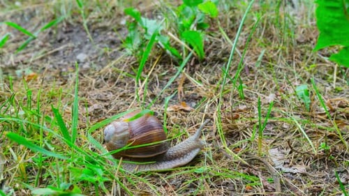 El caracol se arrastra por el suelo