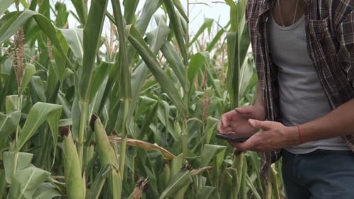 An agronomist in a corn field inspects the corn crop and takes notes on the phone. Agriculture.