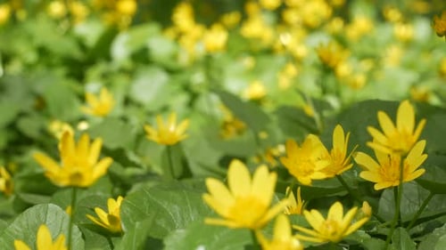 Glade With Yellow Flowers