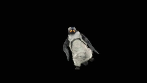 Penguin Dancing HD