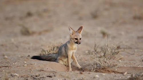 Cape Fox At Den - Kalahari Desert