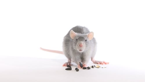Gray Rat Eating a Seed on White Background