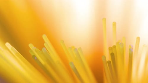 Close Up of Raw Yellow Spaghetti Pasta