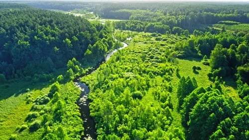River and forest in summer. Aerial view of nature, Poland.