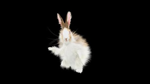Realistic Fluffy Rabbit Standing and Waving Alpha Channel Animation