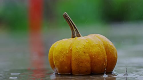 Halloween Pumpkin