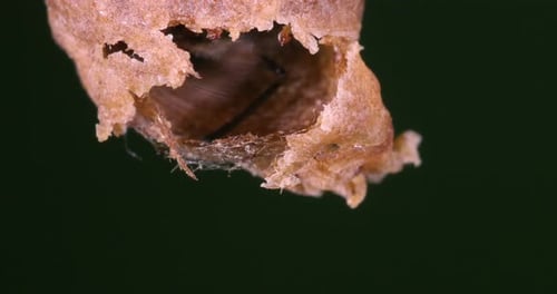 |European Honey Bee, apis mellifera, Emergence of a Queen, Bee Hive in Normandy, Real Time 4K
