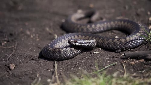 Coiled Viper Snake Ready to Strike