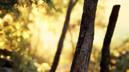 Sonnenstrahlen strömen durch Bäume im nebligen Wald