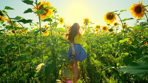 Girl Runs on a Field of Sunflowers at Sunset