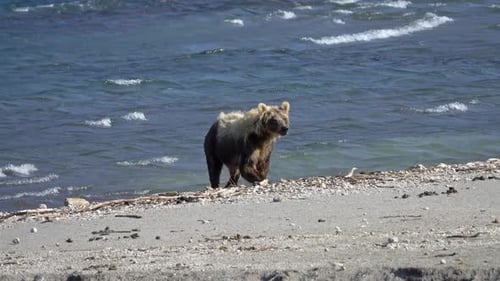 Brown Bear on Lake Kamchatka Russia