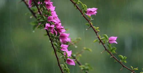 Pink Bougainvillea Plant in the Rain, Close Up