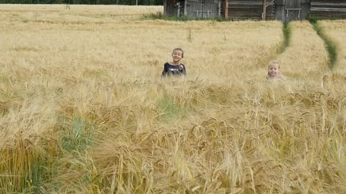 Little Girls Running Cross The Wheat Field. Happy Kids Playing On Wheat Field