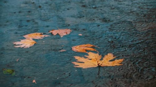 Rain