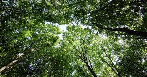 Tree Tops with Green Leaves on a Blue Sky Background