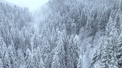 Drone Rising Above Mountain Forest Valley Covered in Snow