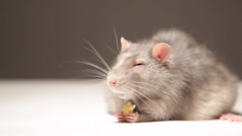 Gray Rat Eating Food Snack Indoors