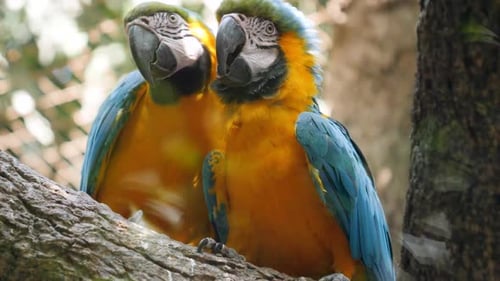 Closeup Video of Two Loving Macaw Parrots Kissing While Sitting on Tree Branch, Birds Couple Taking