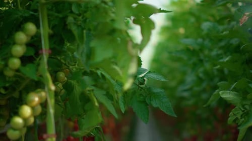 Tomato Plants Growing Inside Greenhouse
