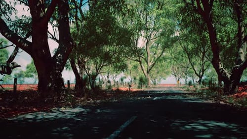 Outback Road with Dry Grass and Trees