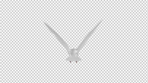 White Dove - Bucle volador 4K - Vista posterior