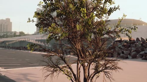 Empty Beach Car Park Spaces Covered in Asphalt