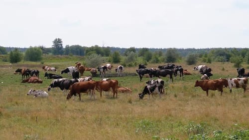 Herd of Cows Grazes in the Meadow. Summer Day