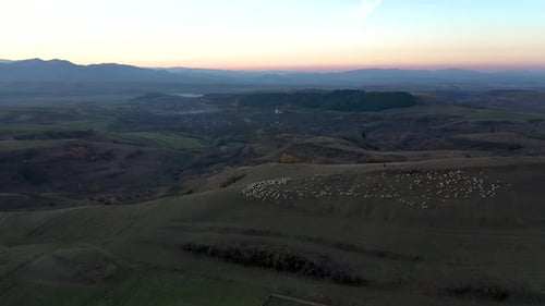 Flying Over a of Herd of Sheep Grazing in a Pasture. Aerial View After Sunset