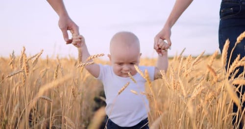 Closeup Portrait of a Happy Little Son Who Walks in a Wheat Field with His Parents Holding Hands