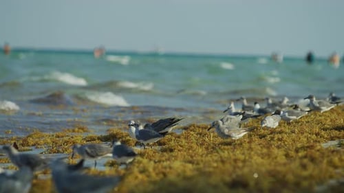 Seagulls on the ocean shore
