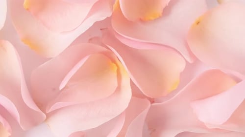 Rose Pink Petals Rotating