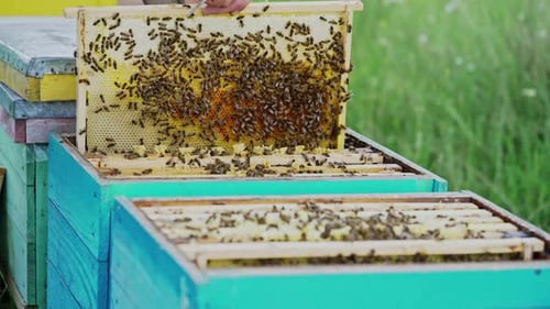 Frames of a bee hive. Bee honeycombs with honey and bees. Apiculture concept