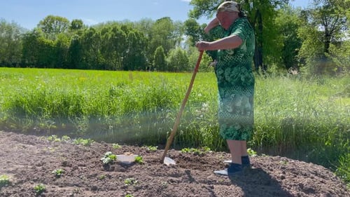 Happy Senior Woman Working with a Hoe in the Vegetable Garden