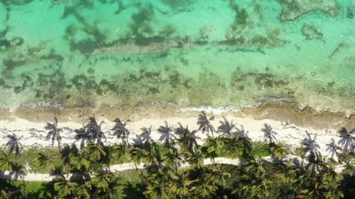 Wild Tropical Coastline with Coconut Palm Trees and Turquoise Caribbean Sea
