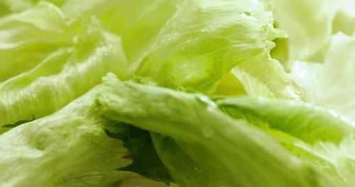 Fresh Green Lettuce