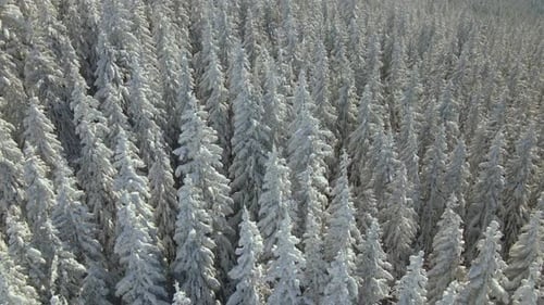 Tall pine trees covered with fresh fallen snow in winter mountain forest on cold bright day.
