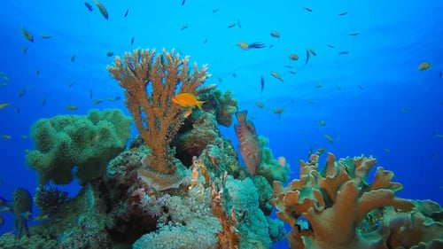 Colorful Fish Swimming Around a Vibrant Coral Reef