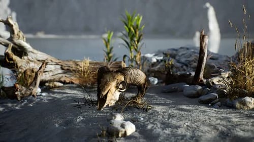 Skull of a Dead Ram in the Desert