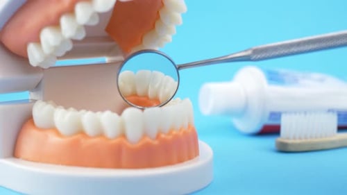 Dental Model Showing Teeth and Dental Mirror