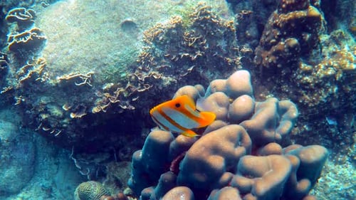 Lindos peixes tropicais coloridos peixes-borboleta nadando entre corais