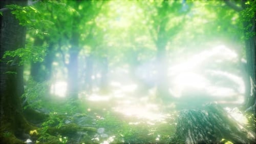 Sunbeams Shining Through Natural Forest of Beech Trees