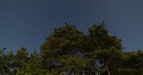 Star Trails With Tree In Night Sky