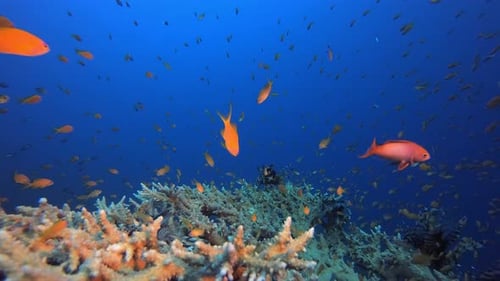 Tropical Coral Reefs Lionfish